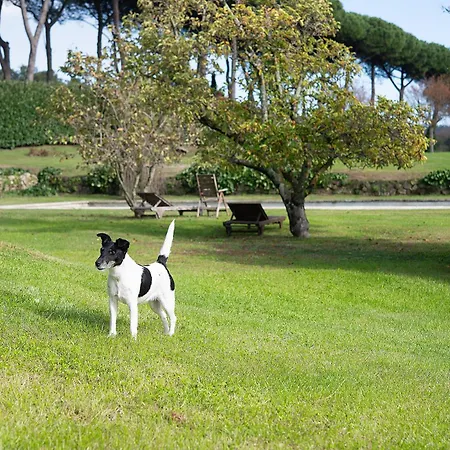 Cicas Manziana